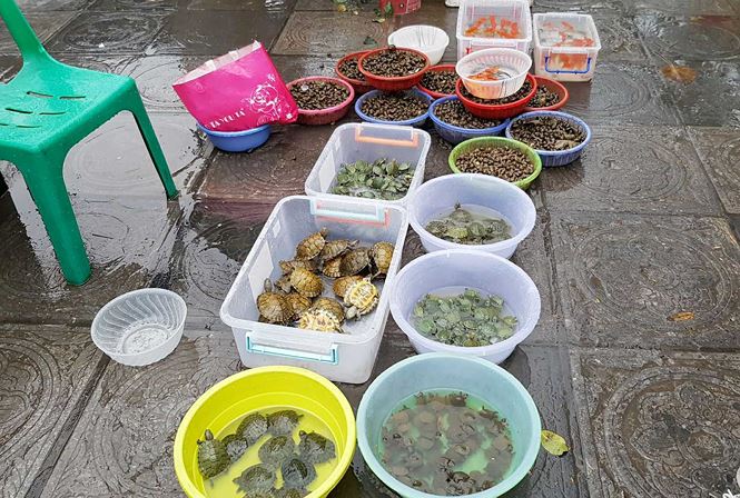 Rùa, cá vừa phóng sinh bị vợt ngay trước mắt tại chùa Trấn Quốc